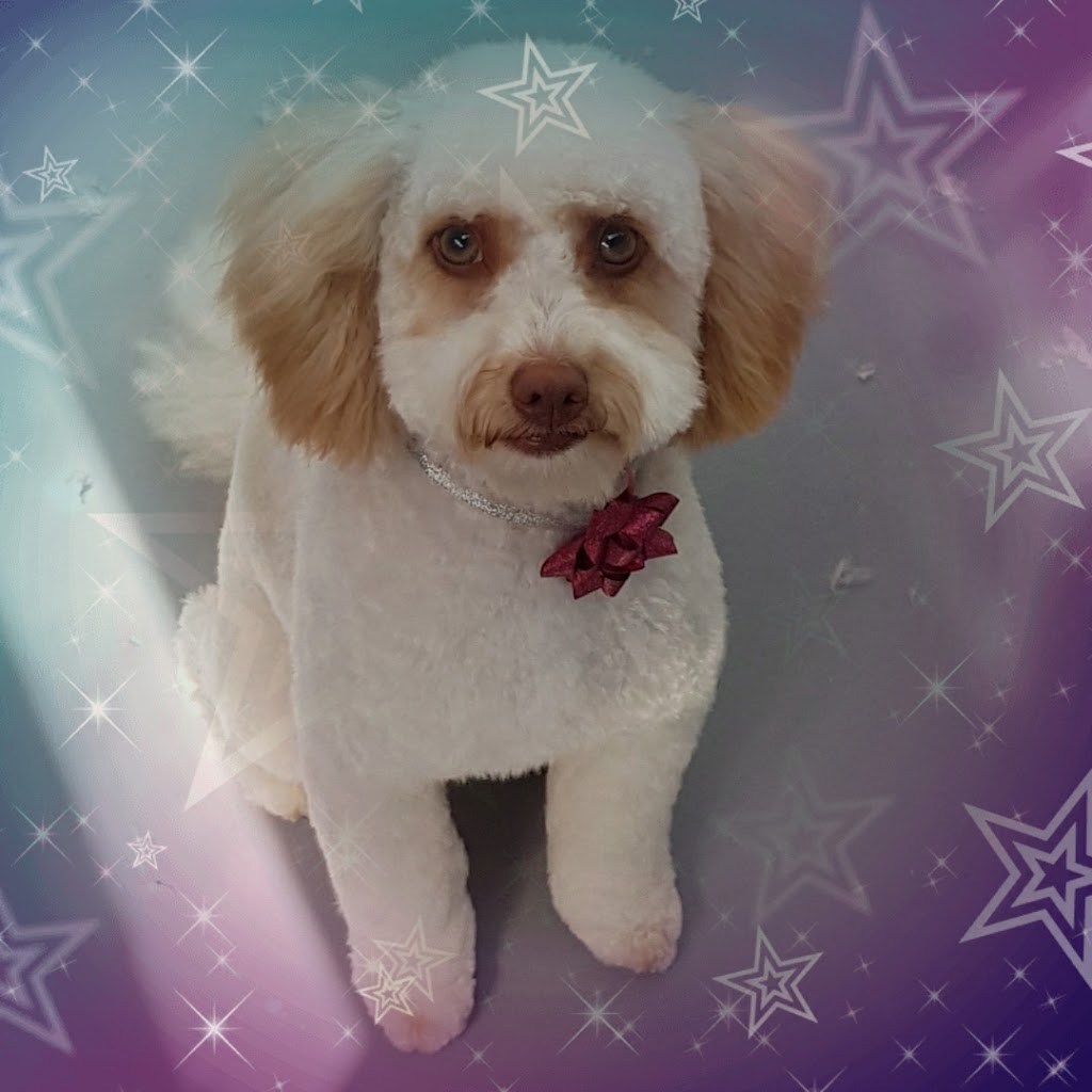 Mollys Paws Deluxe Dog Grooming | Raymond Ave, Langwarrin VIC 3910, Australia | Phone: 0450 730 424