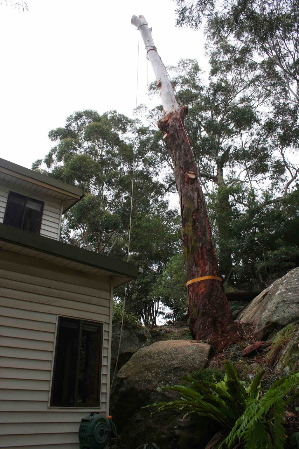Accomplished Tree Management | 7 Koel Cres, Port Macquarie NSW 2444, Australia | Phone: 0411 443 535