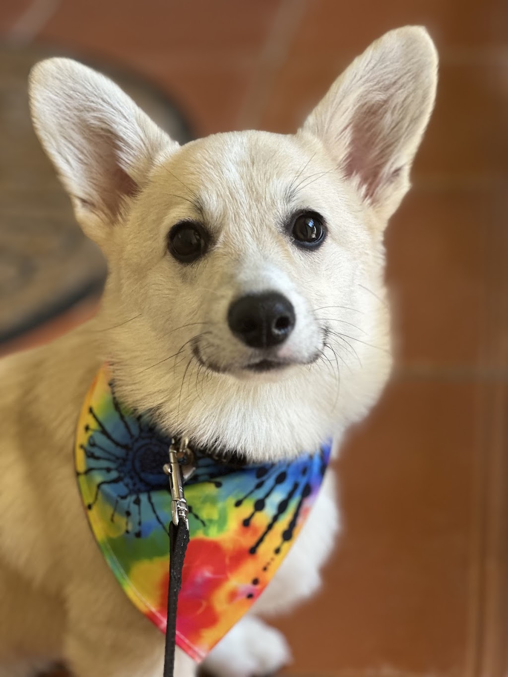 Scrub A Dub Dogs | 7 Meehan Pl, Moss Vale NSW 2577, Australia | Phone: 0435 485 238