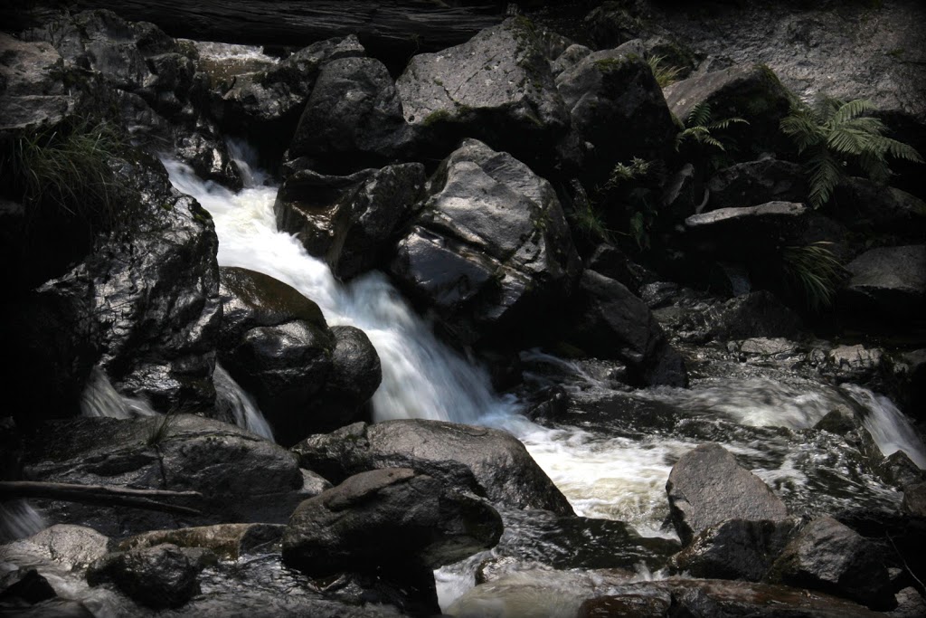 Mount Victoria Forest Reserve | park | Tasmania, Australia