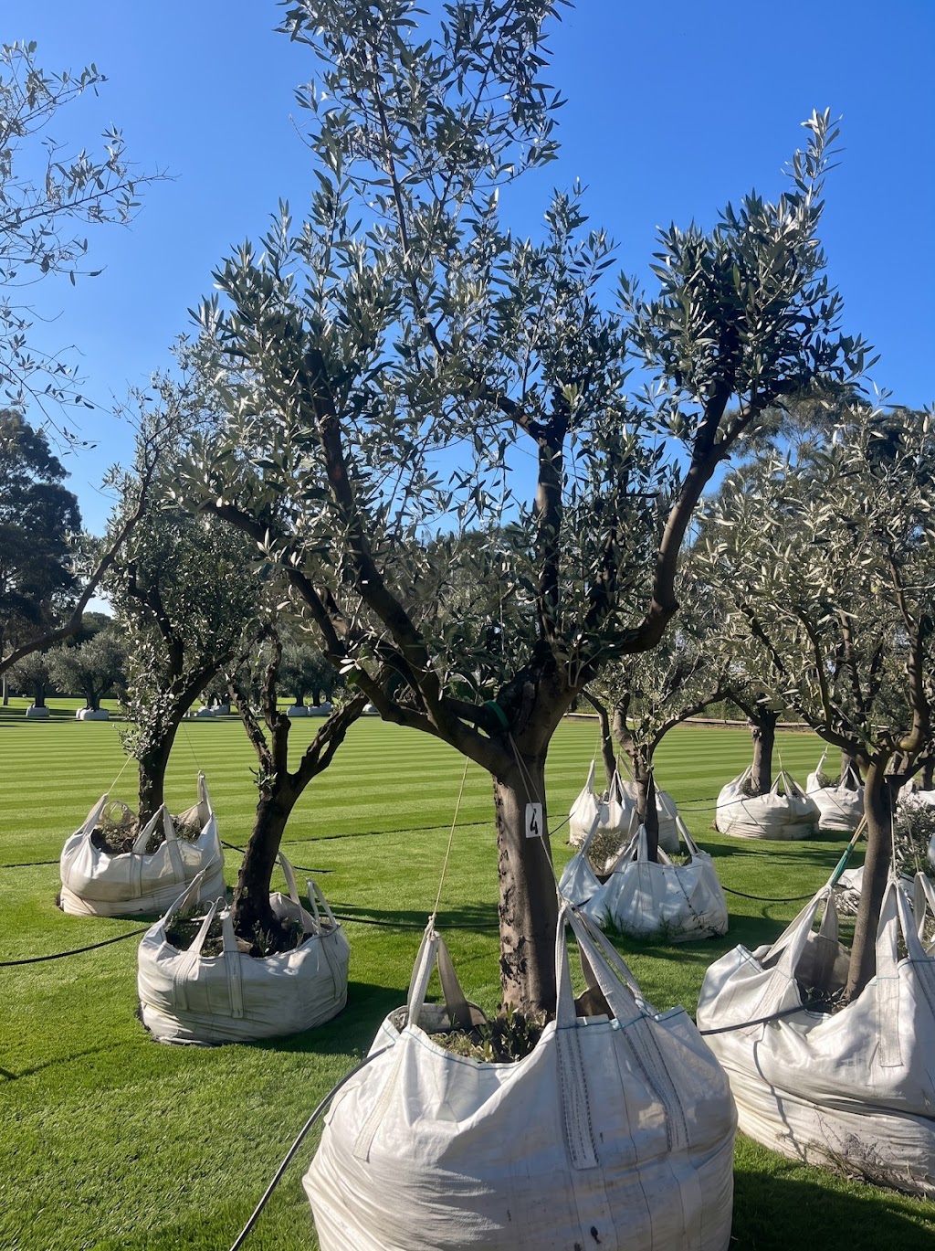 Pip and Olive - Olive Grove | 38 Cross Rd, Devon Meadows VIC 3977, Australia | Phone: 0419 560 971