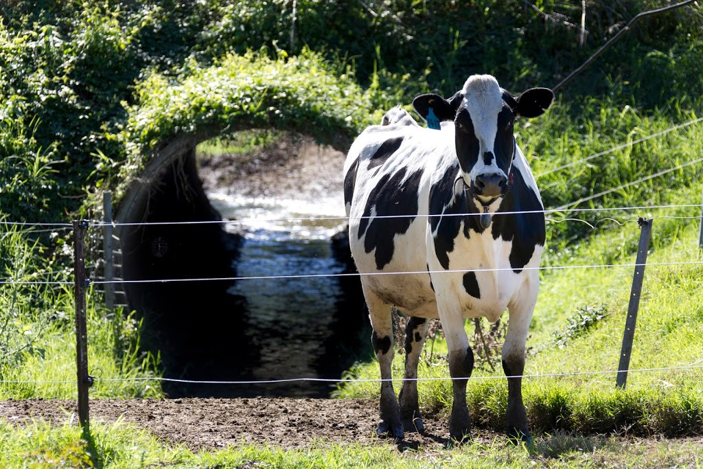 Wilsons Robotic Dairy Kyogle | school | 2019 Summerland Way, Roseberry NSW 2474, Australia | 0266364254 OR +61 2 6636 4254