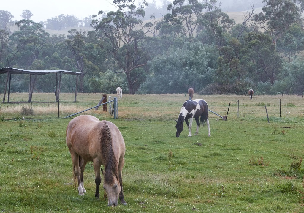 Packers High Country Horseriding |  | 322 Callaghans Rd, Anglers Rest VIC 3898, Australia | 0351597241 OR +61 3 5159 7241