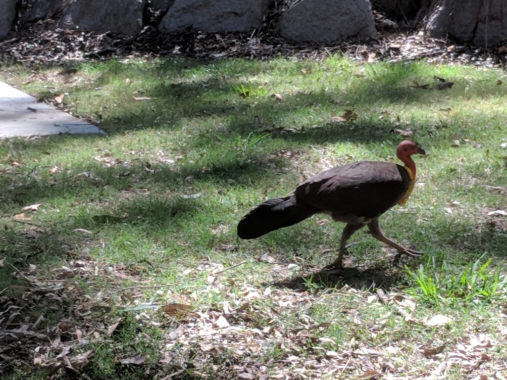 Gold Mine Picnic Area | park | Sir Samuel Griffith Dr, Mt Coot-Tha QLD 4066, Australia | 0734038888 OR +61 7 3403 8888