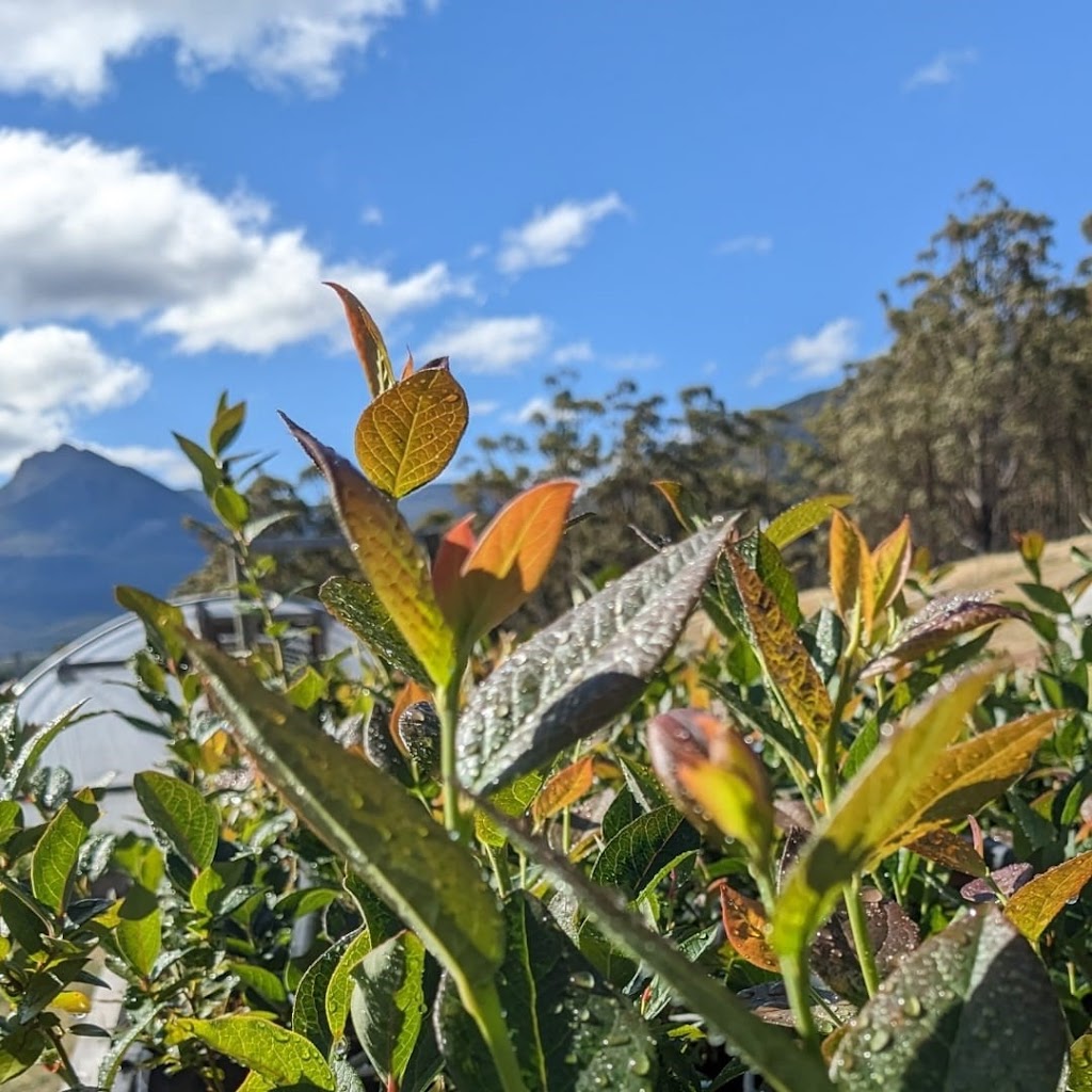 Earthbound Tasmania | 190 Gums Rd, Mountain River TAS 7109, Australia | Phone: 0413 194 708