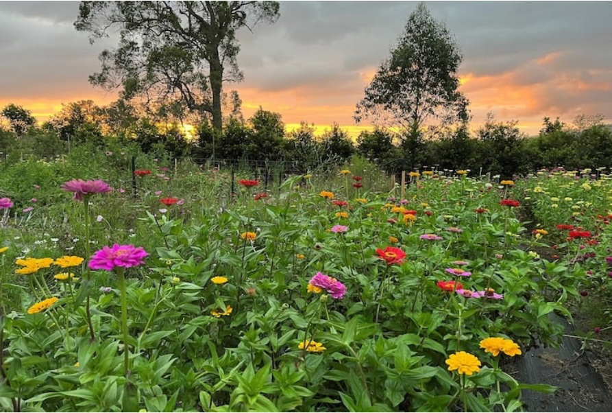 Curlew Ridge Farms | 133 McCabe Rd, Stanmore QLD 4514, Australia | Phone: 0418 983 848