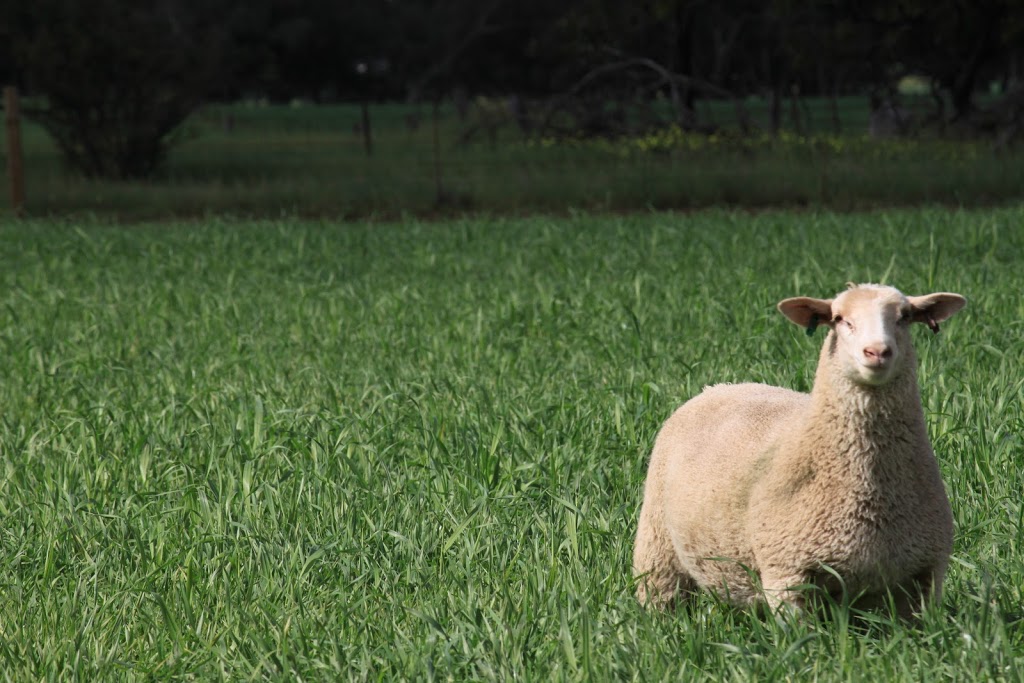 Ashmore White Suffolks | 1460 Wasleys Rd, Woolsheds SA 5400, Australia | Phone: 0439 933 111