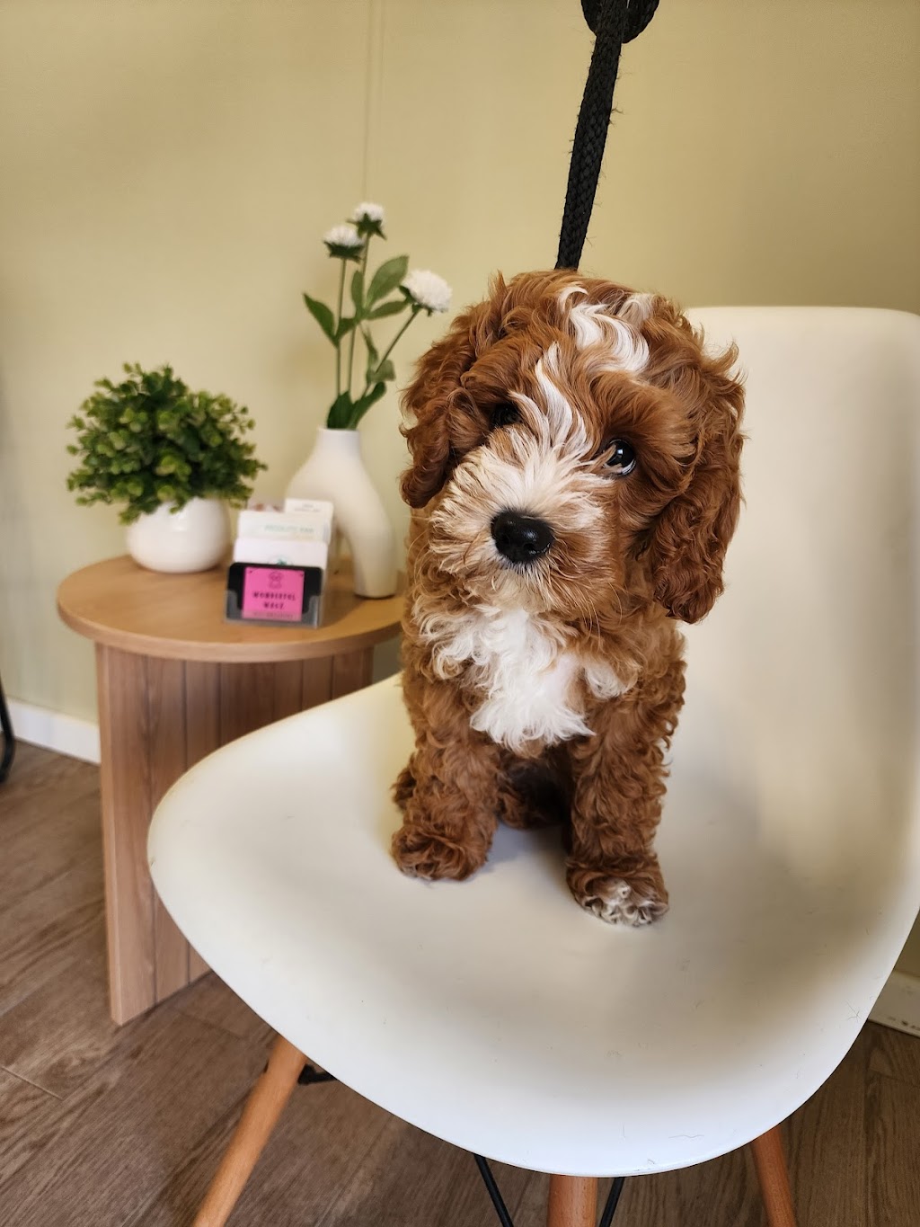 Wonderful Wagz Pet Grooming | 50 Dowell La, Barnawartha North VIC 3691, Australia | Phone: 0437 879 588