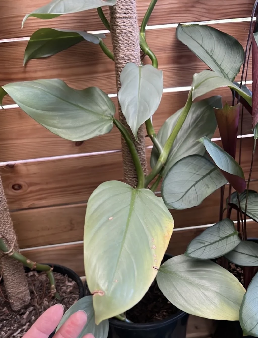 Plant smile Nursery | 19 Lorenzo Cres, Rosemeadow NSW 2560, Australia | Phone: 0433 963 878