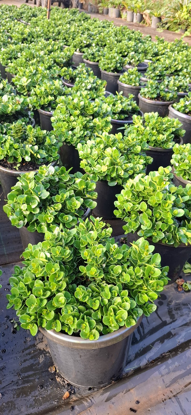 Cedarwood Nursery | 66 Warwick Park Rd, Wooyung NSW 2483, Australia | Phone: 0416 929 029