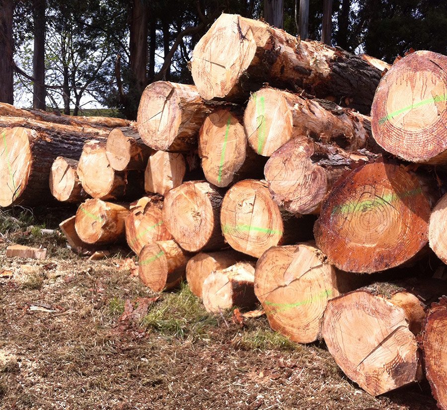 AB Timber Harvesting | 6 Sea Eagle St, Chasm Creek TAS 7321, Australia | Phone: 0456 666 561