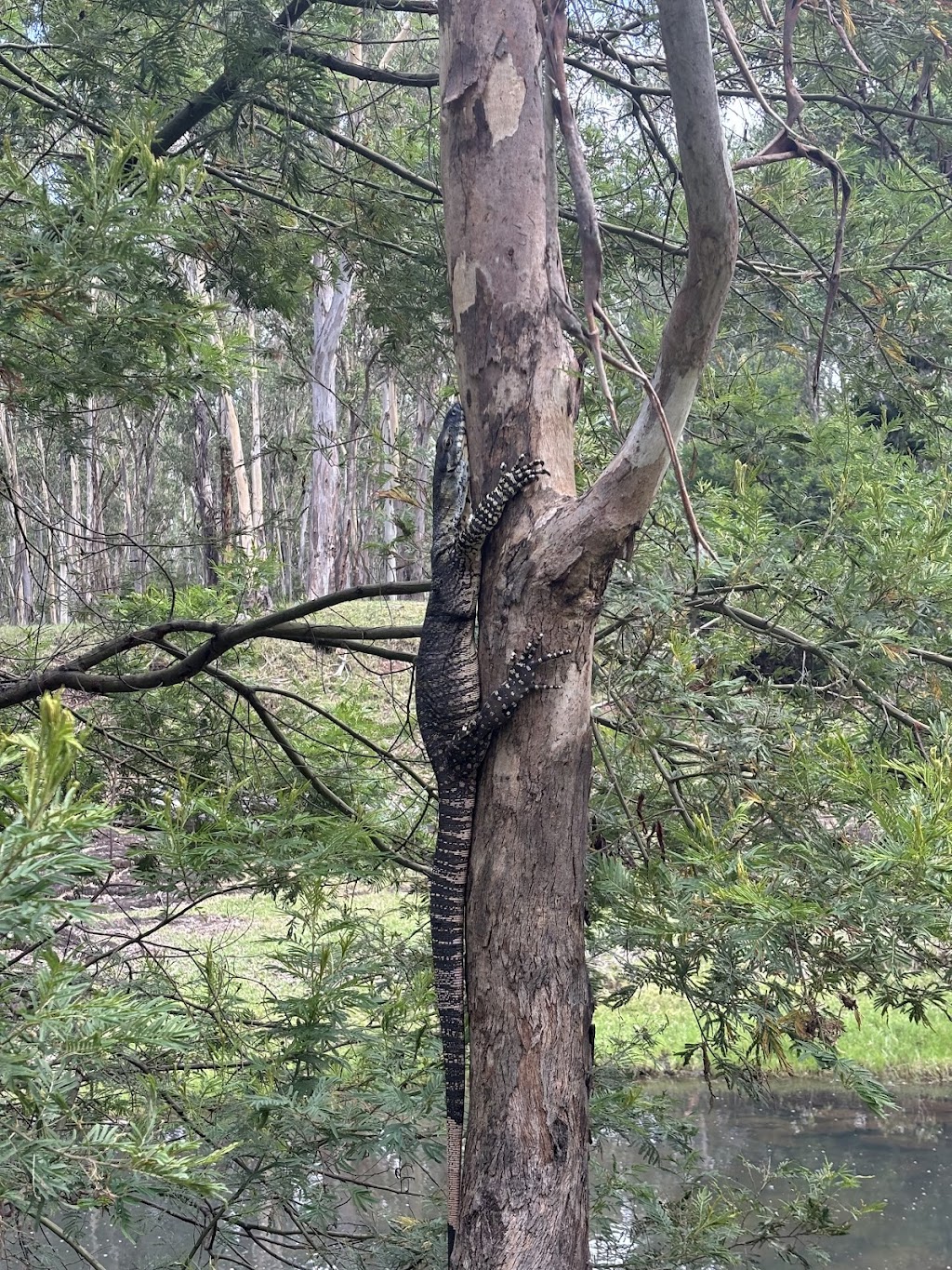 Conserve AU- Reptile Relocations & Education | 20 Ascot Cres, Samford Valley QLD 4520, Australia | Phone: 0459 468 450