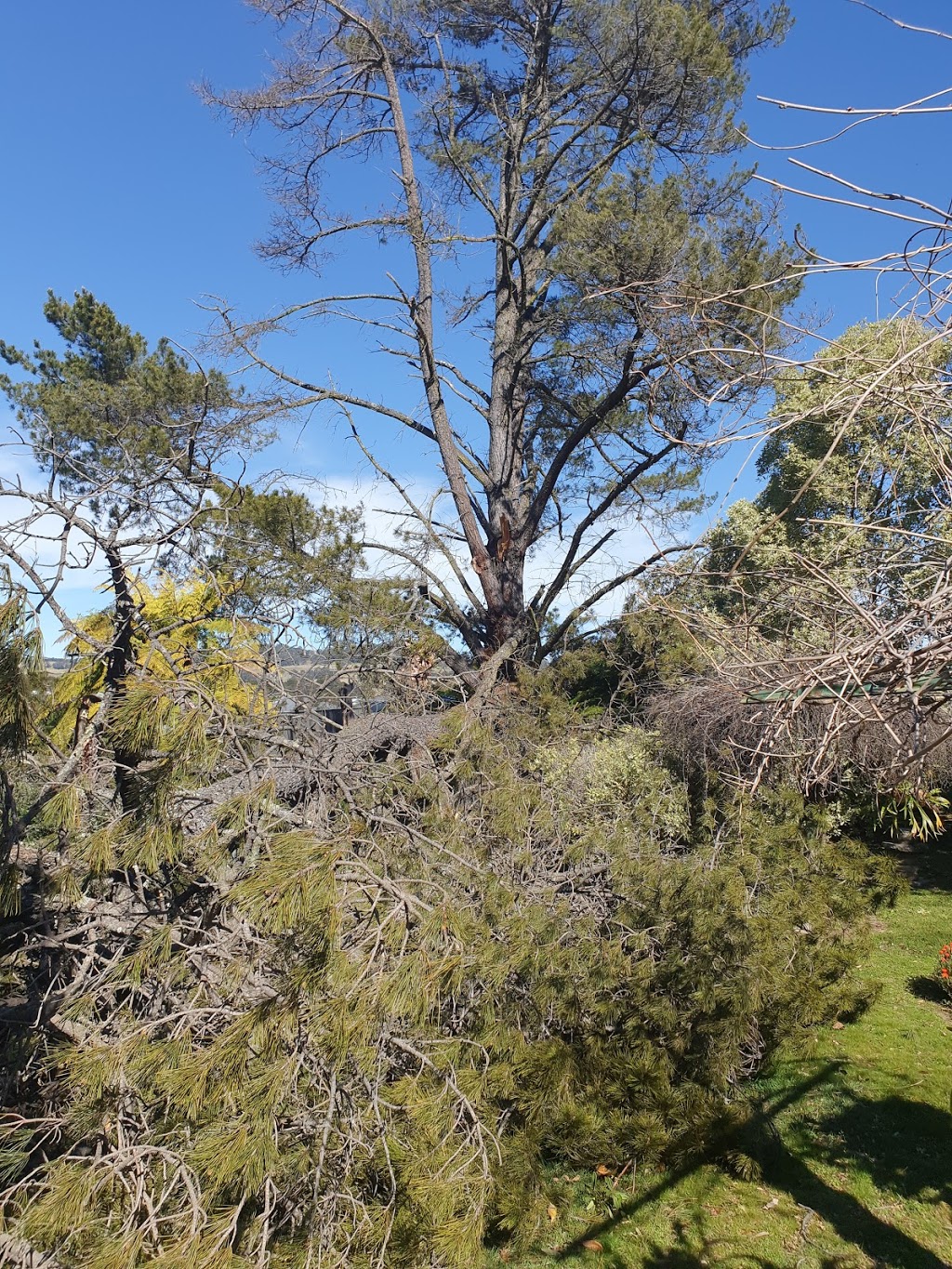 Ezi Cut Tree Services | Four Winds, 190 Bowral St, Bowral NSW 2576, Australia | Phone: 0411 891 146