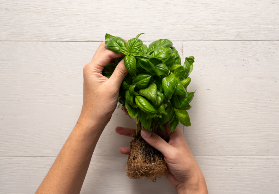 Windy Hills Farm NSW | 35 Sylvan Rd, Werombi NSW 2570, Australia | Phone: (02) 4653 2222