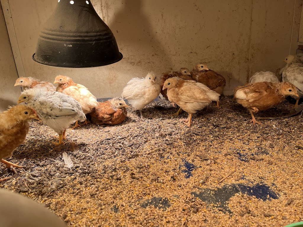 Birdman George | 75 Lemajics Rd, Scarsdale VIC 3351, Australia | Phone: 0412 672 641