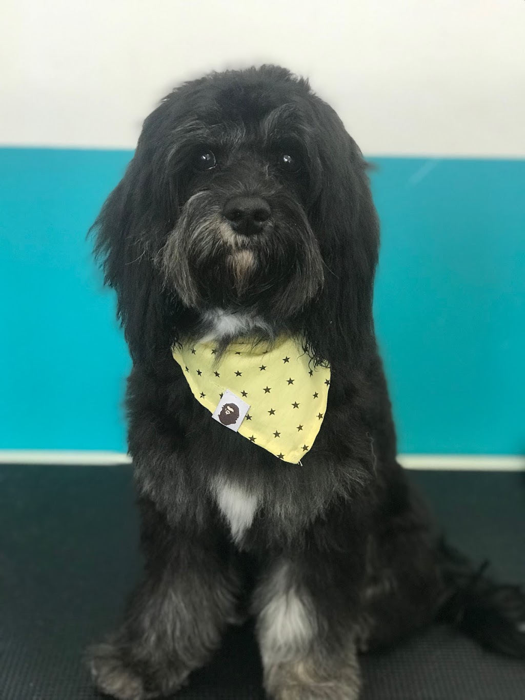 Dash Dog Grooming | 32 Lower Somerville Rd, Somerville VIC 3912, Australia | Phone: (03) 5977 8880