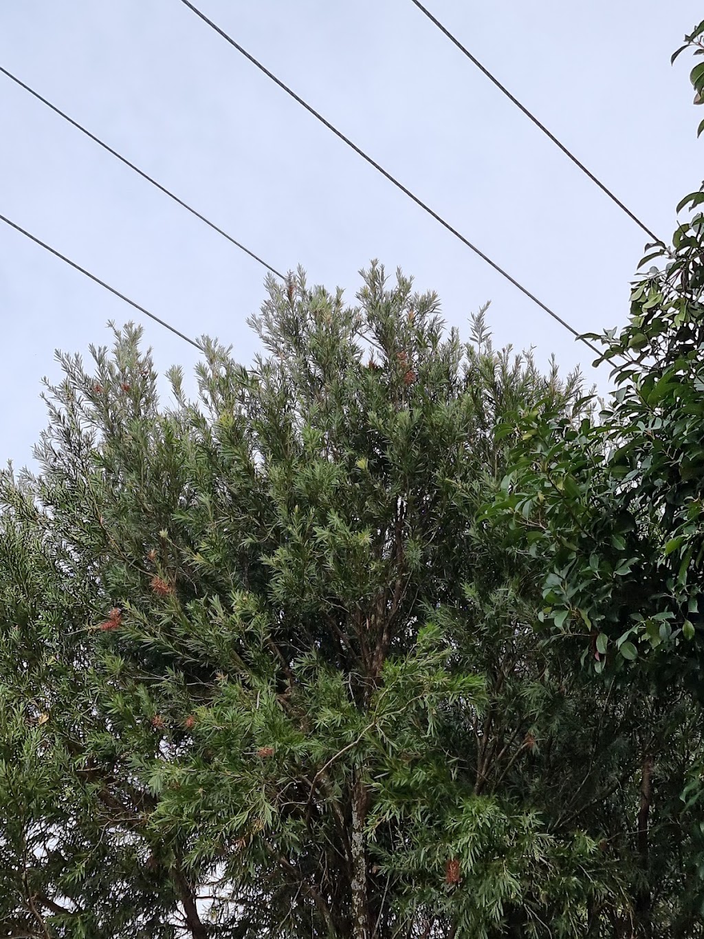 Active Tree Services Pty Ltd | 7/53 Jersey Rd, Bayswater VIC 3153, Australia | Phone: (03) 8873 3100