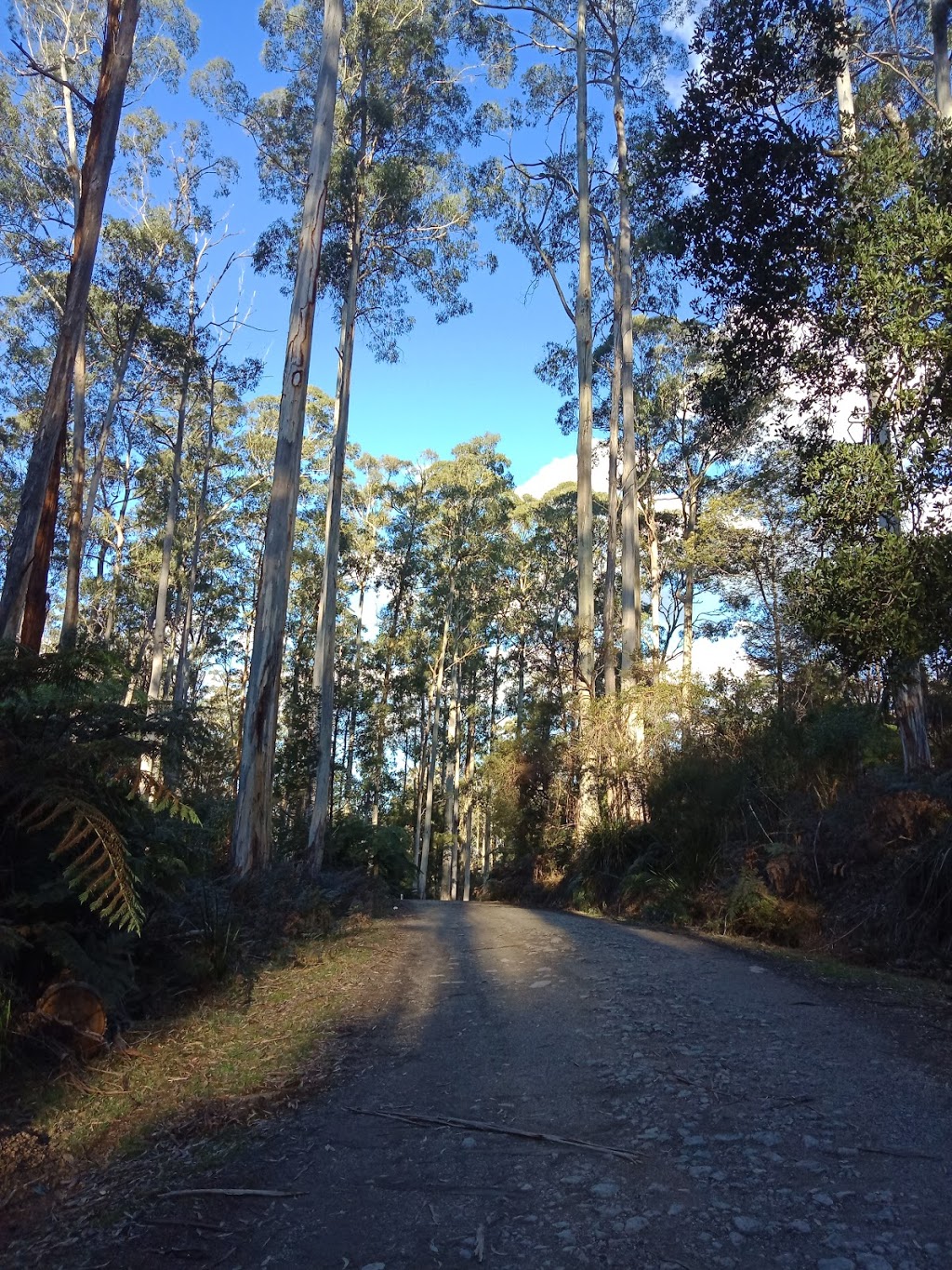 Forest Therapy Walks Australia | health | Mildura Ave, Warburton VIC 3799, Australia | 0430865682 OR +61 430 865 682