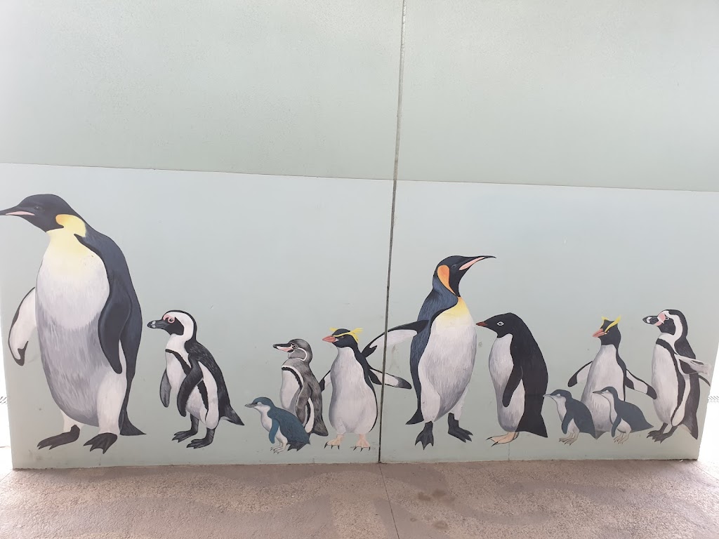 Little Penguin Observation Centre | tourist attraction | Parsonage Point, Parklands TAS 7320, Australia | 0437436803 OR +61 437 436 803