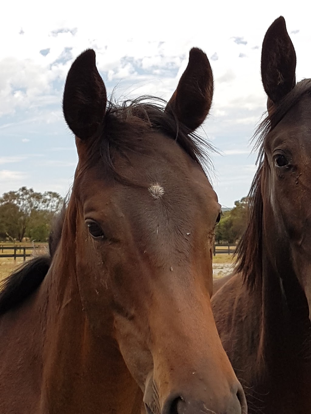 Darling View Thoroughbreds |  | 1149 Kargotich Rd, Mundijong WA 6123, Australia | 0408648100 OR +61 408 648 100