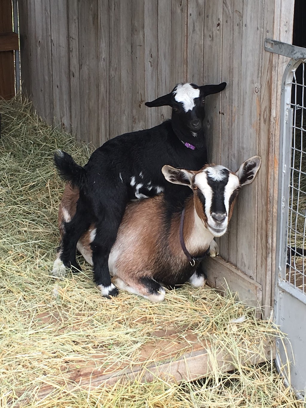 buccanwood miniature goats |  | 40/42 Ooah Cct, Buccan QLD 4207, Australia | 0430045526 OR +61 430 045 526