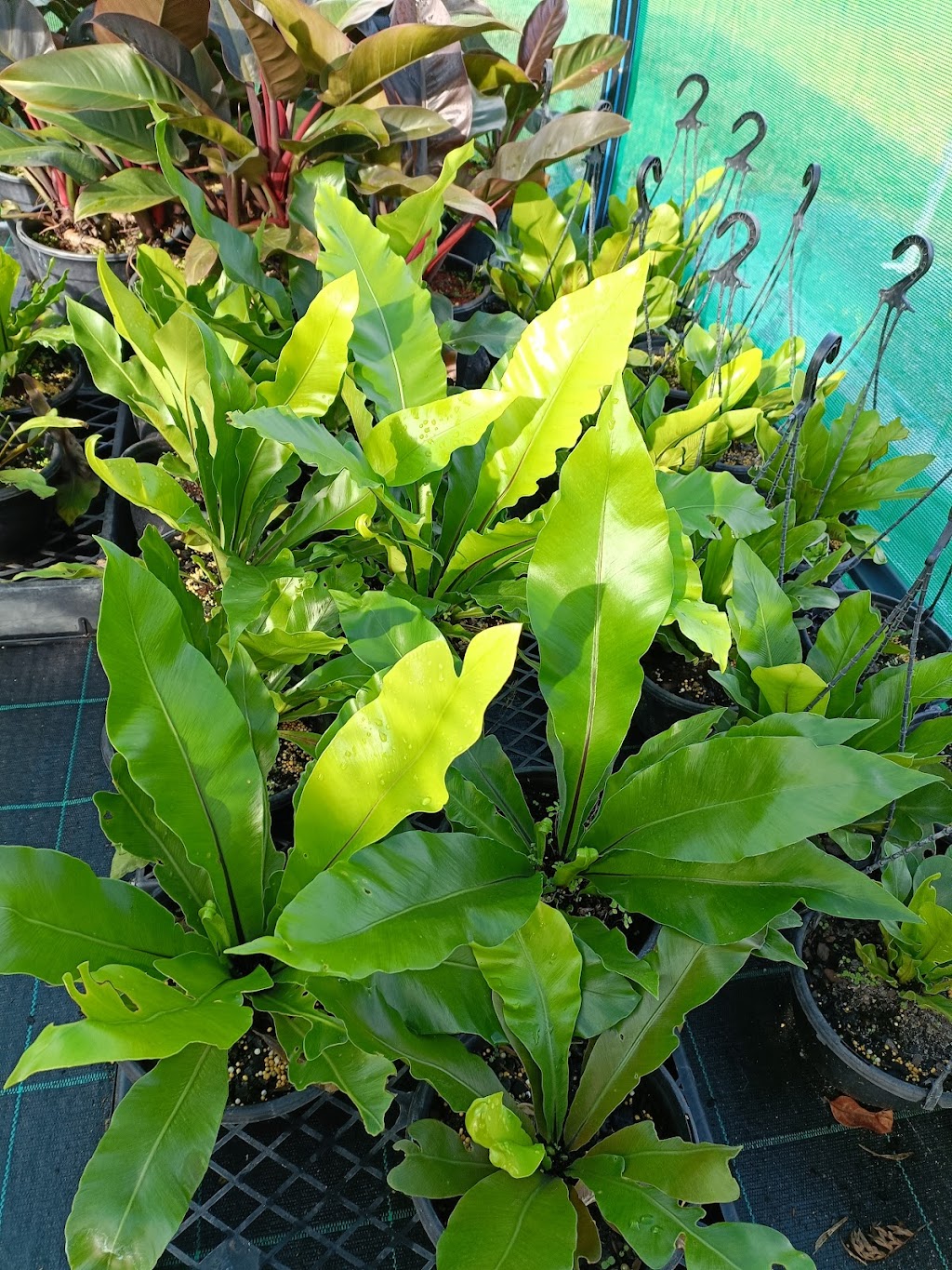 Green and Gold Natives | 26 Coburg Rd, Canungra QLD 4275, Australia | Phone: 0403 415 811