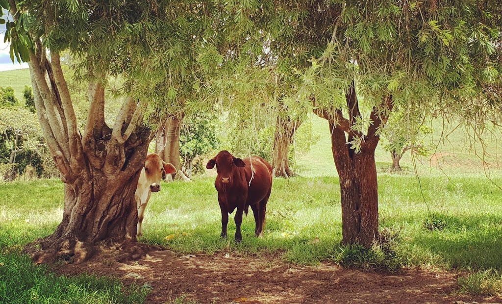 The Barn | 131 Strong Rd, Dayboro QLD 4521, Australia | Phone: 0448 963 844