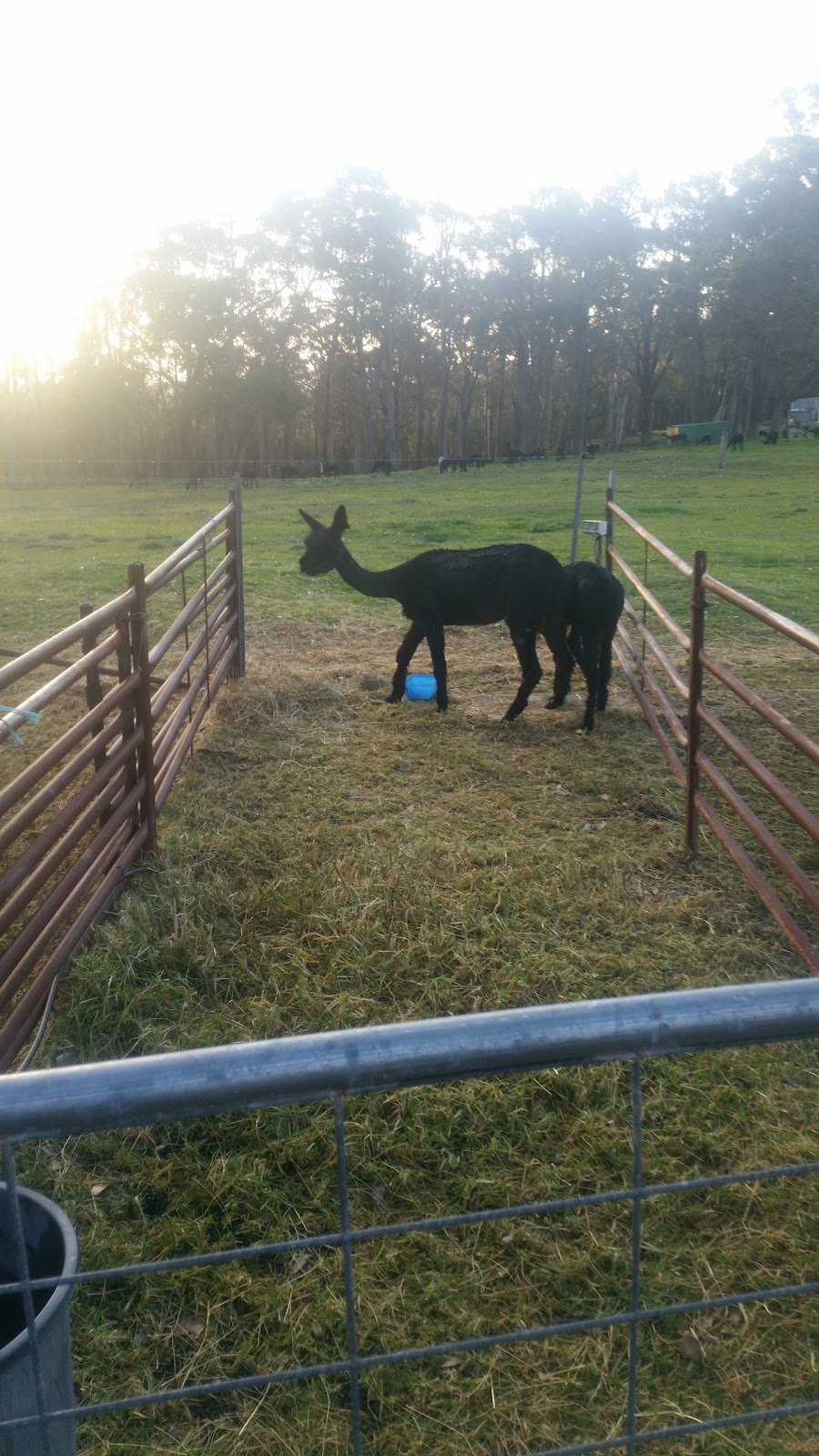 Karri Heights Alpacas | 49 Livingstone Rd, Youngs Siding WA 6330, Australia | Phone: 0438 412 691