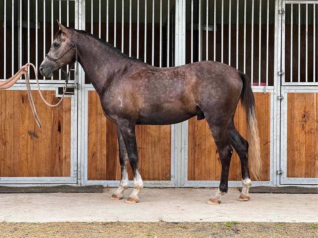 Sabrina Stephens Equine Assisted Therapy | 3434 Kerry Rd, Darlington QLD 4285, Australia | Phone: 0413 760 263