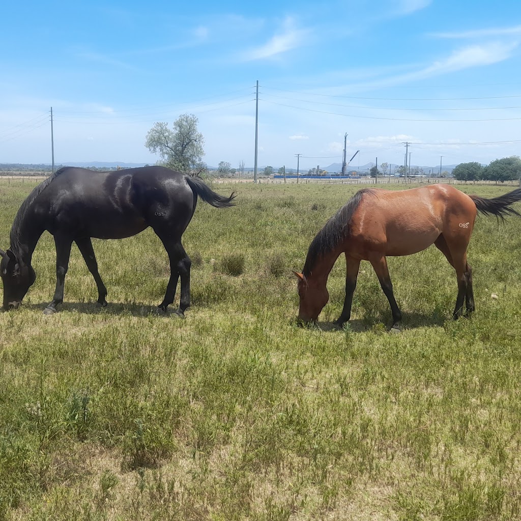 Oscayne Performance Horses | Waddells Ln, Singleton NSW 2330, Australia | Phone: 0417 425 669