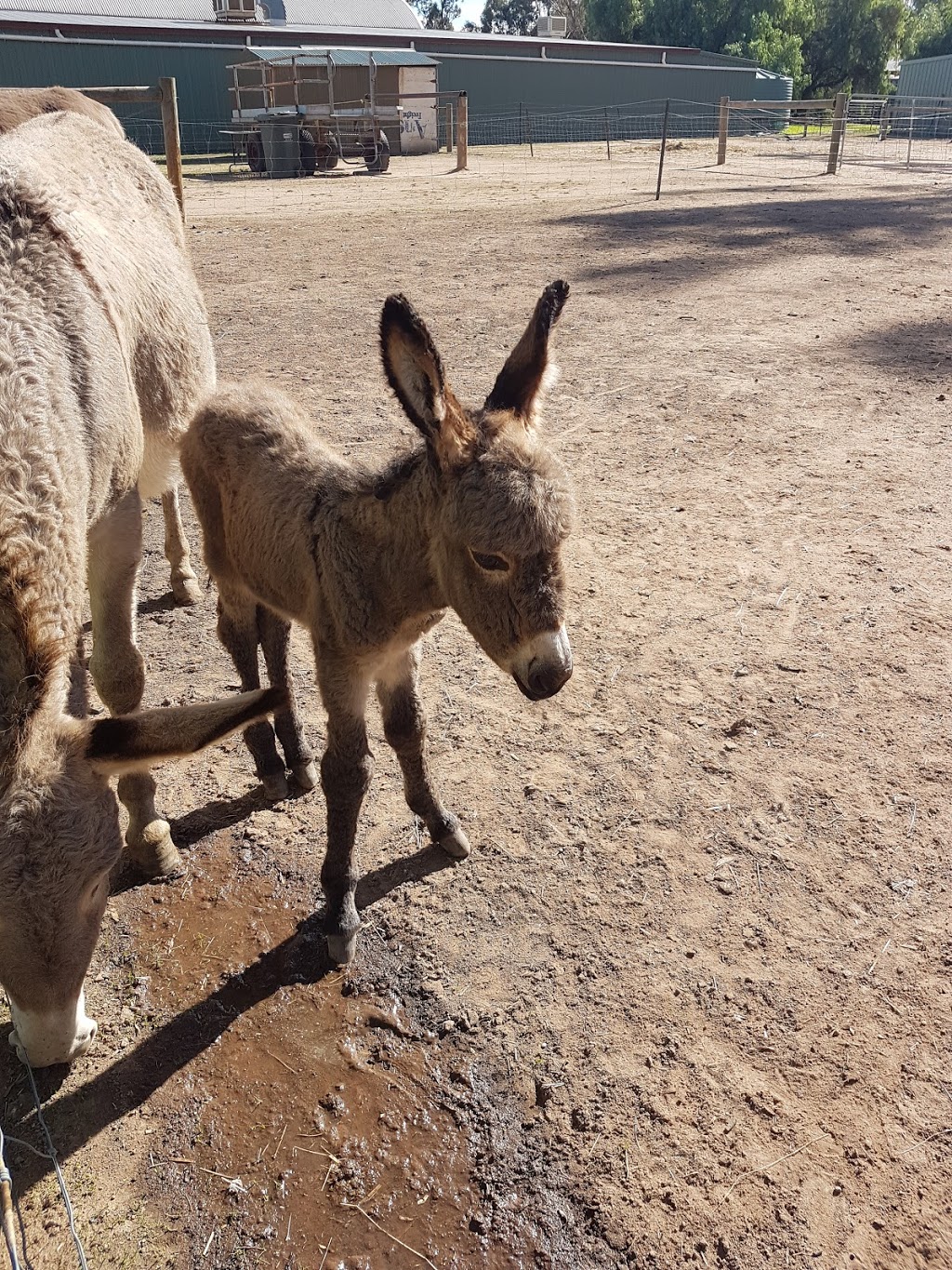 Billabong Ranch | tourist attraction | Glanville Rd & Tehan Road, Echuca VIC 3564, Australia | 0354835122 OR +61 3 5483 5122