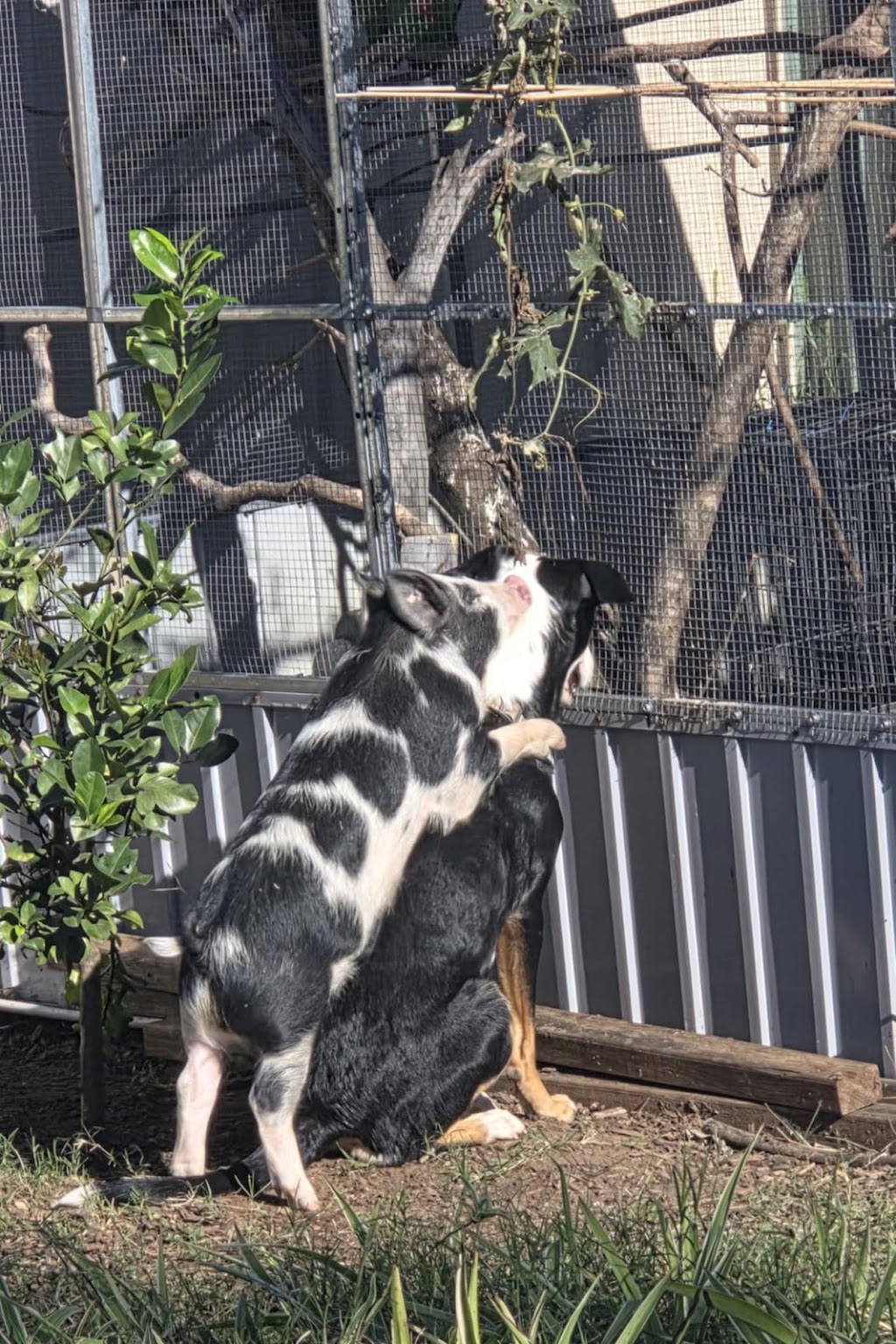 Moranbah Pet Produce | 7 Acacia St, Moranbah QLD 4744, Australia | Phone: 0475 424 160
