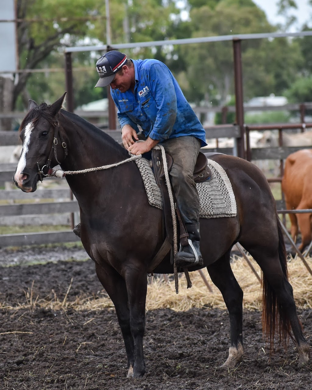 GILLILAND LIVESTOCK MARKETING PTY LTD | food | 11/66 Drayton St, Dalby QLD 4405, Australia | 0746621383 OR +61 7 4662 1383