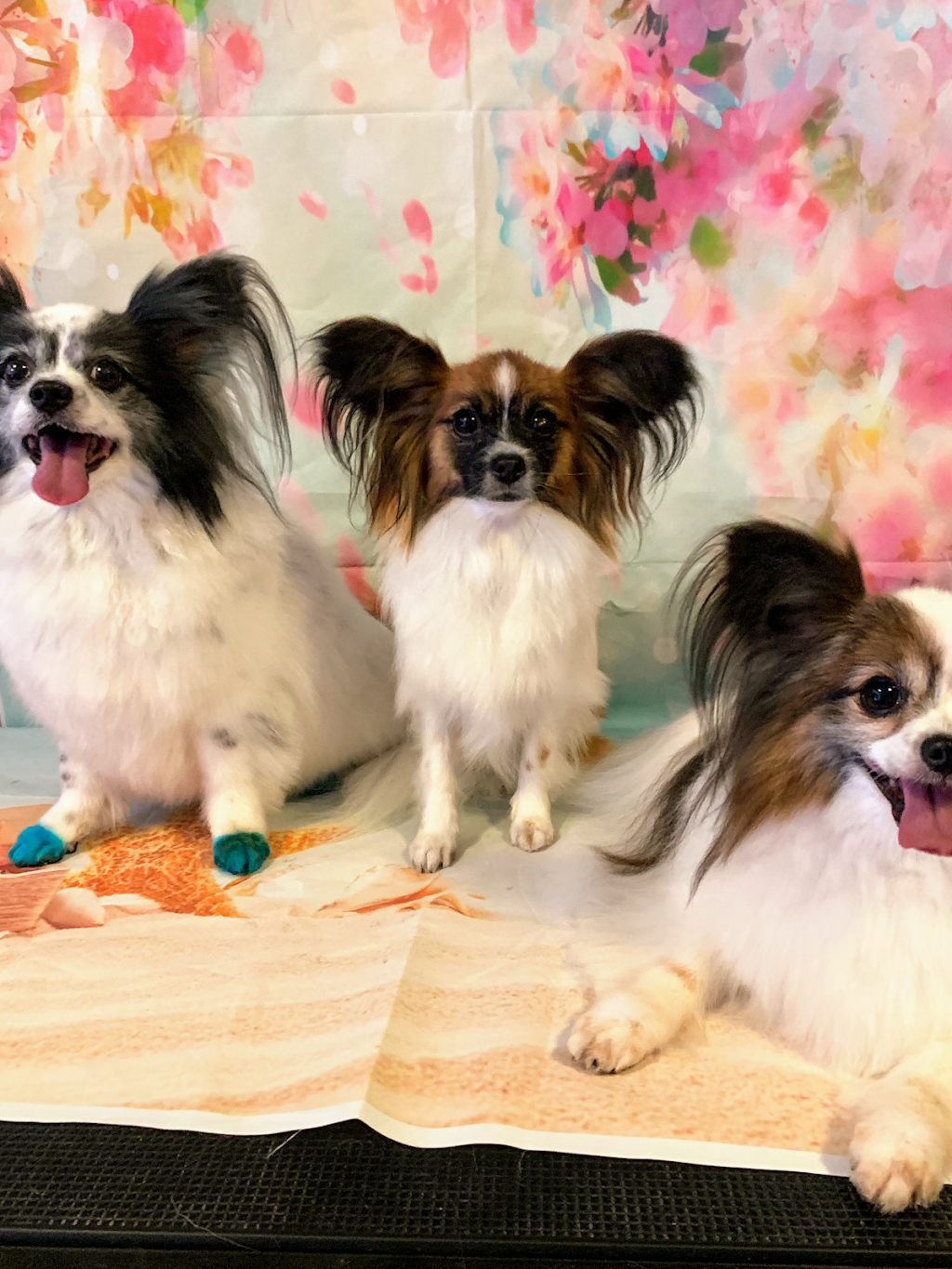 Classy K9s Boutique Spa | 29 Yeates St, Moranbah QLD 4744, Australia | Phone: 0431 253 757