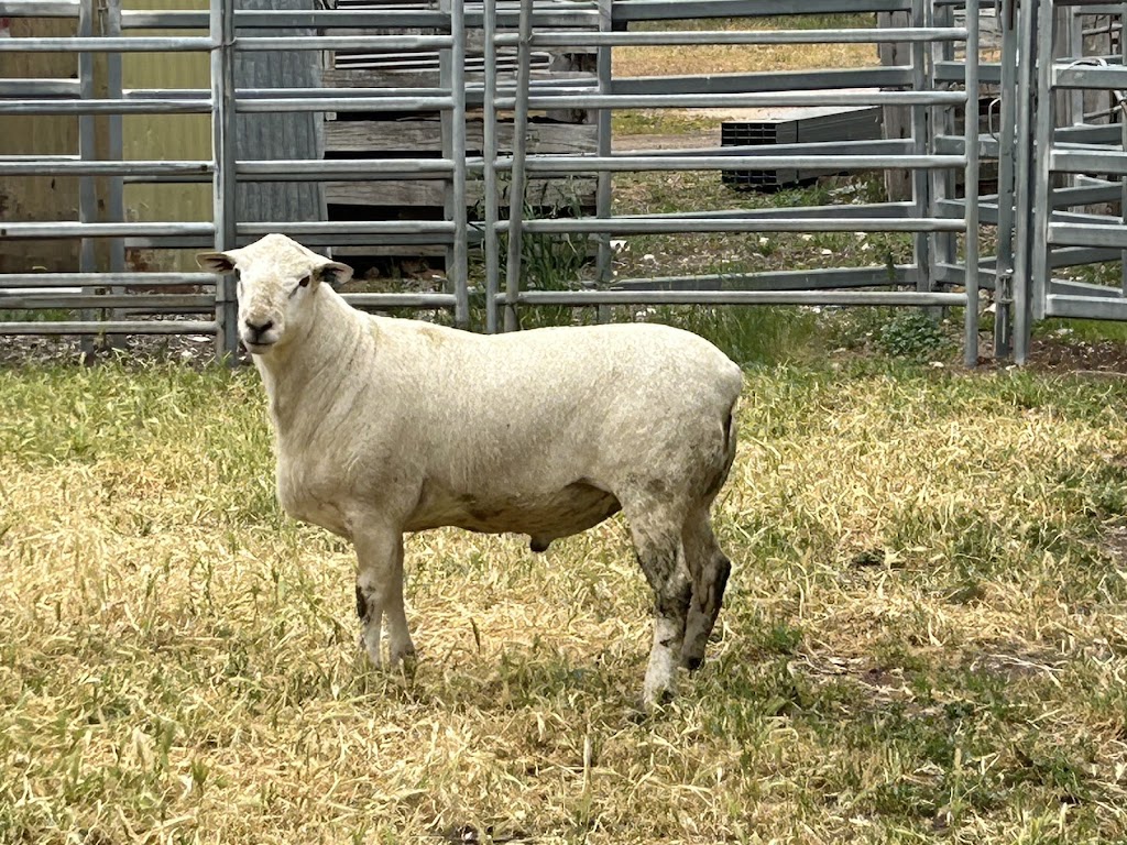 Jackmar Ultra white and Australian white sheep stud | 206 Old Avoca Rd, Maryborough VIC 3465, Australia | Phone: 0429 335 649
