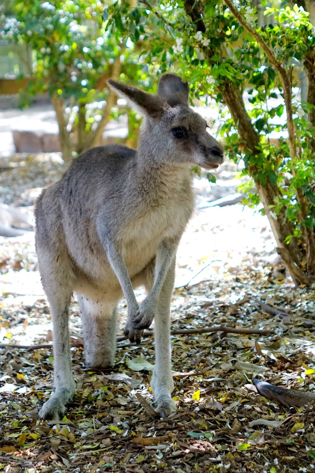 Koala Park | Colongra NSW 2262, Australia | Phone: (02) 4350 5555