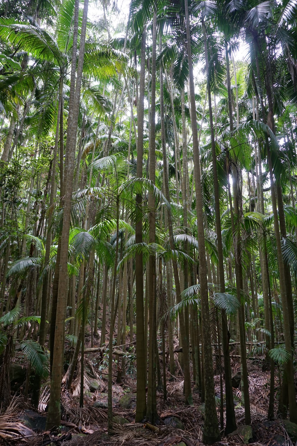 Tamborine National Park MacDonald Section | park | Wongawallan Rd, Tamborine Mountain QLD 4272, Australia | 137468 OR +61 137468