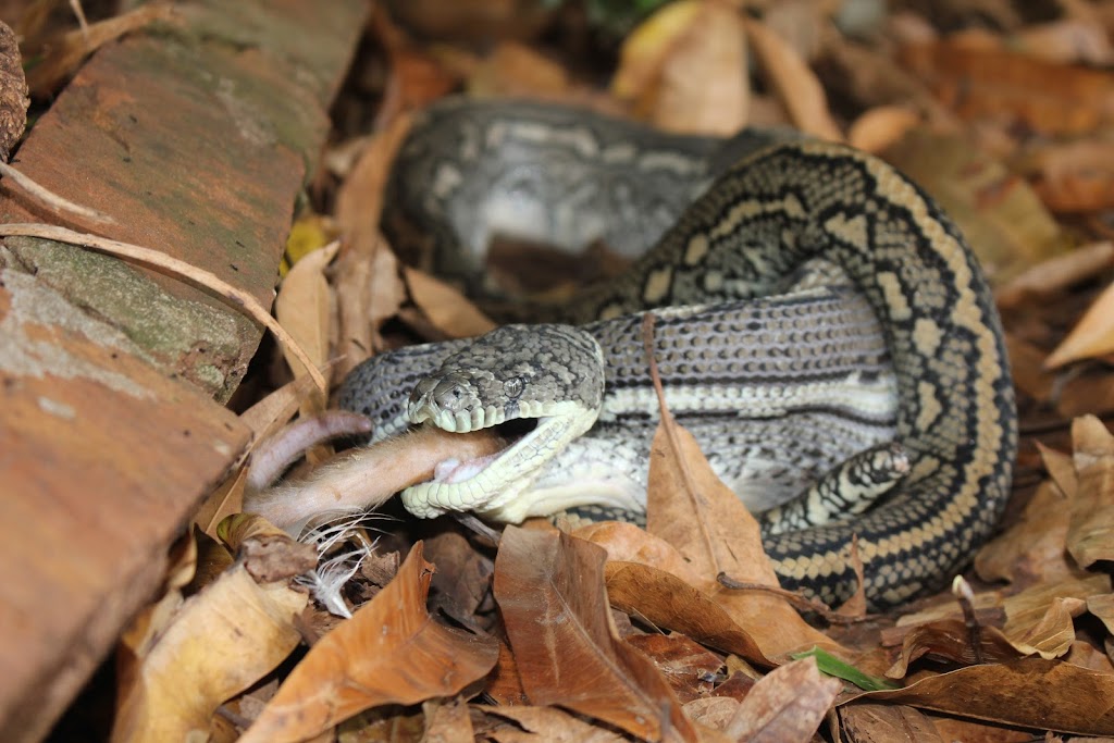 SnakeOut Snake Catchers Brisbane | 14 Ranger St, Kenmore QLD 4069, Australia | Phone: 0456 880 903