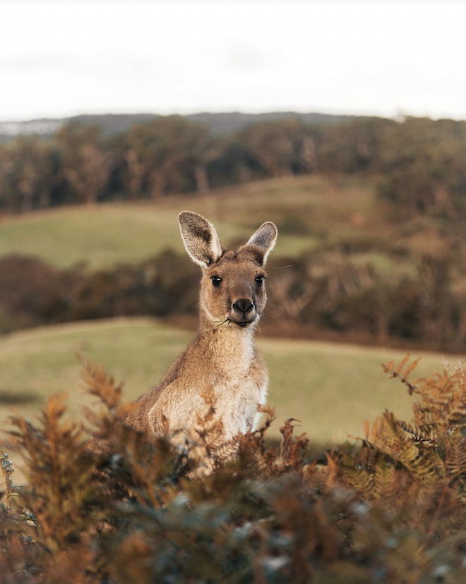 Nest and Nature | lodging | 459 Strangways Rd, Inman Valley SA 5211, Australia | 0428052470 OR +61 428 052 470