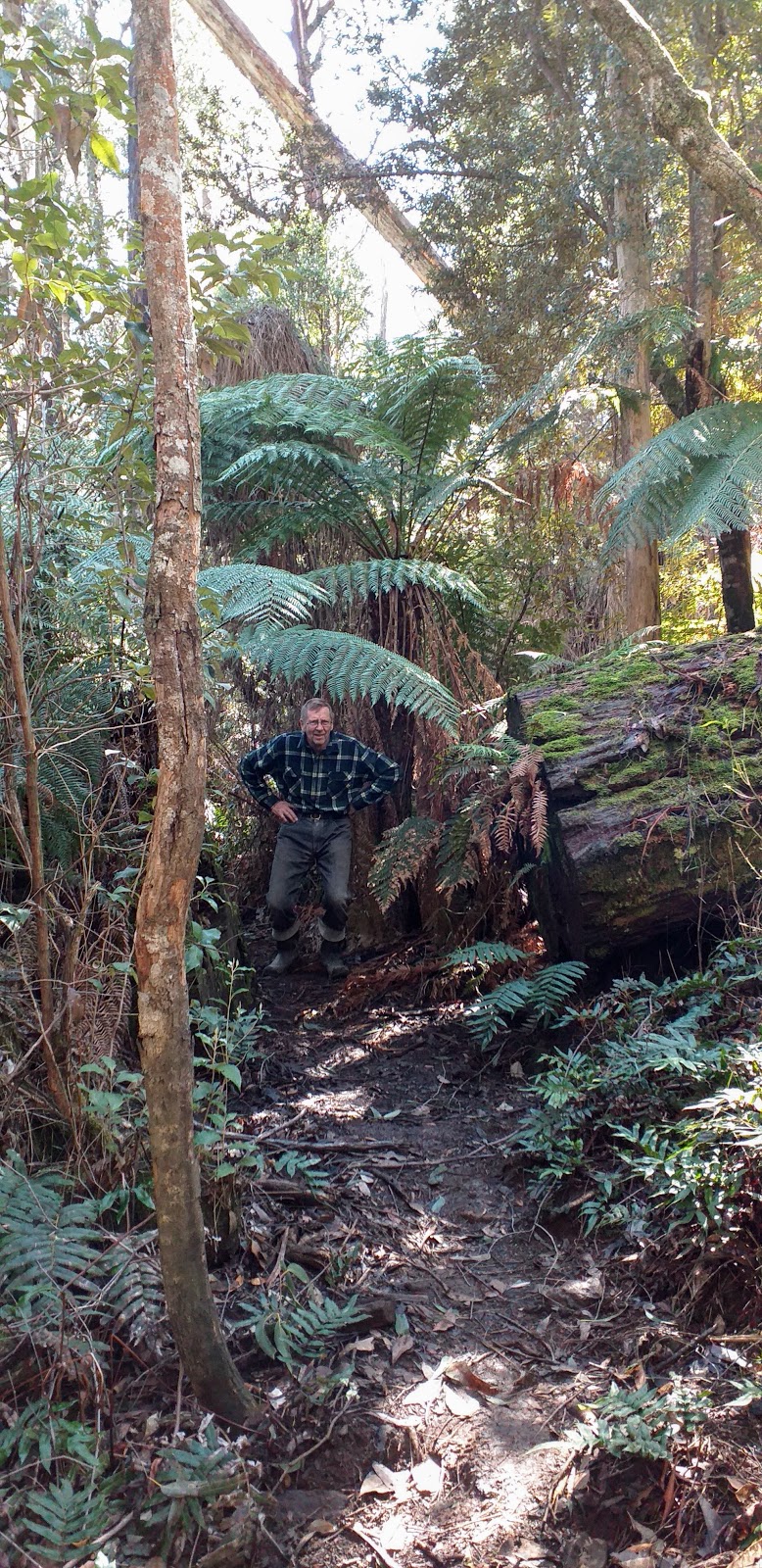 Errinundra National Park | park | Errinundra Rd, Goongerah VIC 3888, Australia | 131963 OR +61 131963