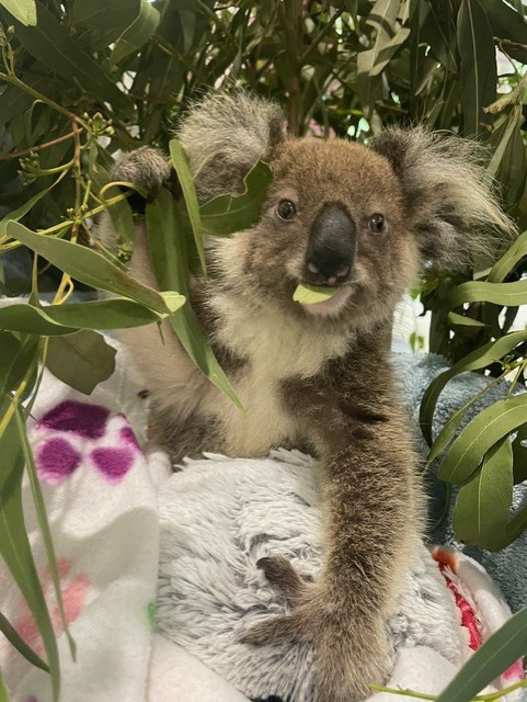 Minjerribah Wildlife Veterinary and Conservation Foundation | 8 Bingle Rd, Dunwich QLD 4183, Australia | Phone: (07) 3487 1009