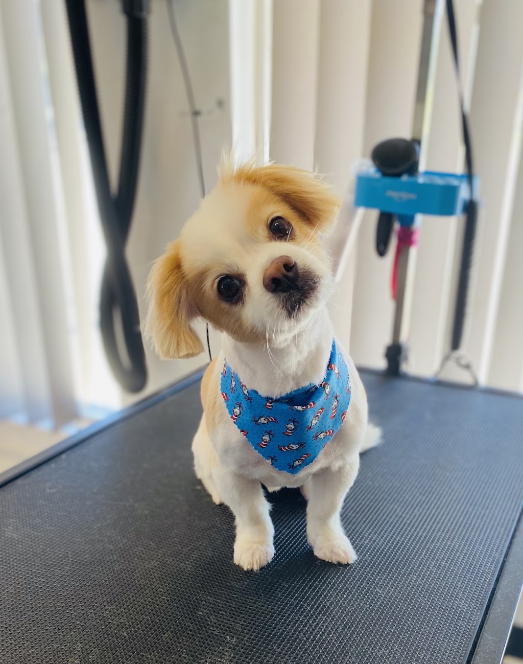 Heavenly Paws Dog Grooming & Washing | 4/78 Oxford St, Gateshead NSW 2290, Australia | Phone: 0421 278 688