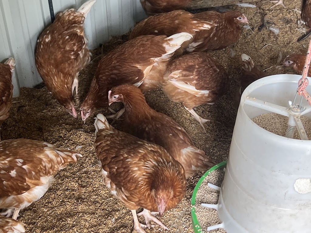 Gippys Poultry | 47 Colquhoun Blvd, Warragul VIC 3820, Australia | Phone: 0434 744 083