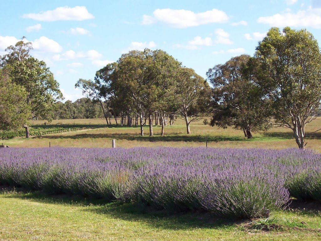 Aloomba Lavender | 5425 Mt Lindesay Road, Liston, Stanthorpe NSW 2370, Australia | Phone: (07) 4686 1191