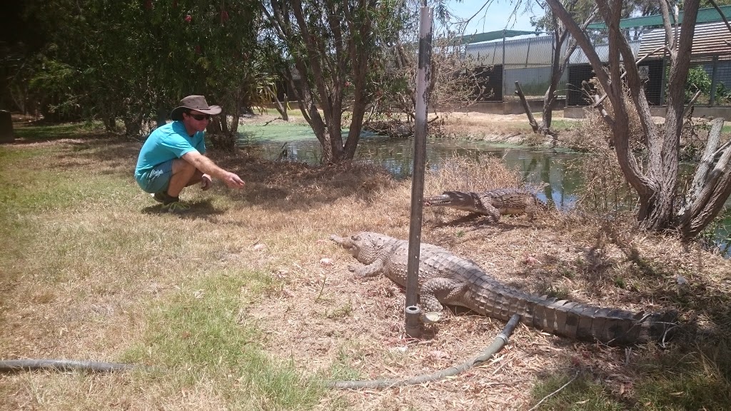 Melaleuca Crocodile Farm | 301 Peters Rd, Mareeba QLD 4880, Australia | Phone: (07) 4093 2580