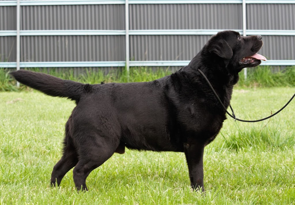 MornDew Labradors | 71 Fiddlers Green Rd, Kyneton VIC 3444, Australia | Phone: 0430 172 601