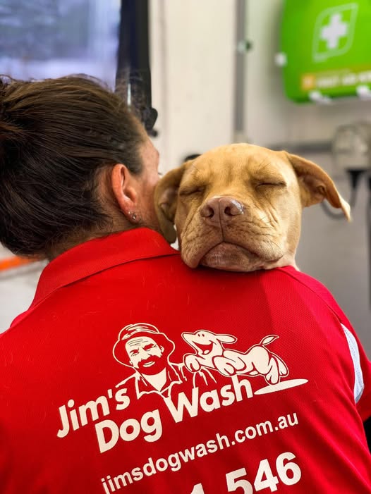 Jims Dog Wash Mill Park West | 55 Laurimar Hill Dr, Doreen VIC 3754, Australia | Phone: 0432 622 950