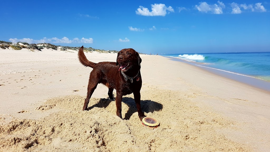 Peasholm Dog Beach | w 6019, 360A W Coast Hwy, Scarborough WA 6019, Australia