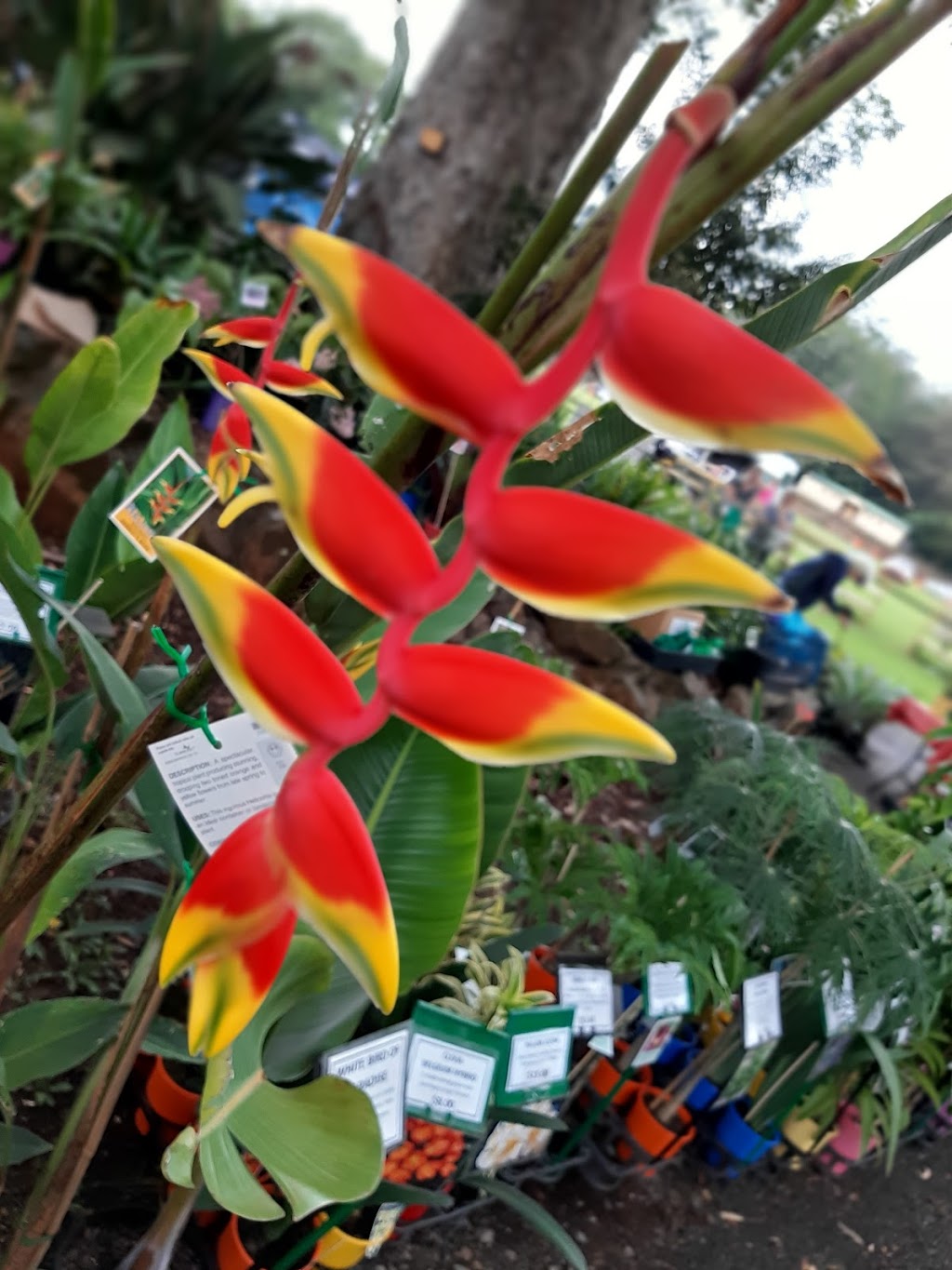 Tamborine Mountain Country Markets | 386-398 Main Western Rd, Tamborine Mountain QLD 4272, Australia | Phone: 0417 618 379