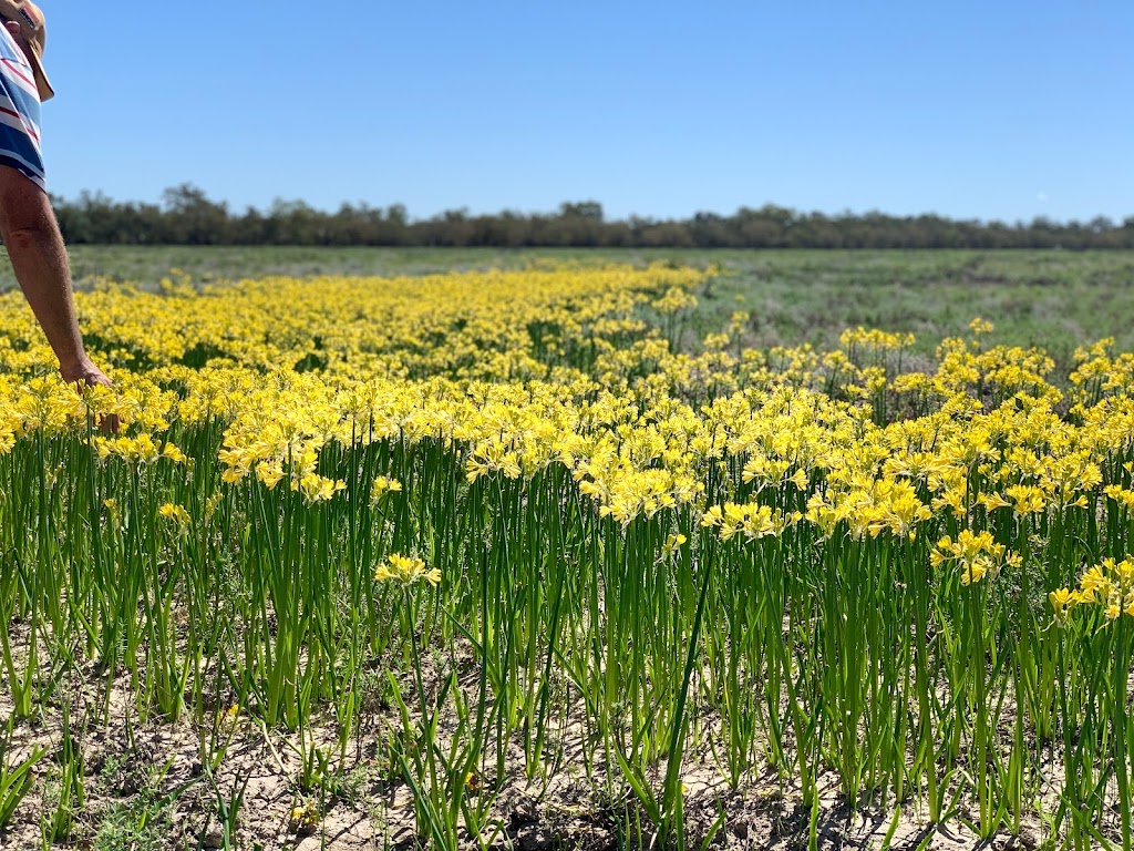 Warrawong on the Darling Holiday Park | Barrier Hwy, Wilcannia NSW 2836, Australia | Phone: 0437 010 105